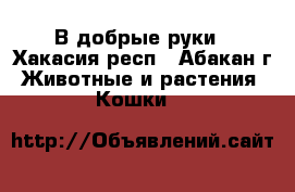 В добрые руки - Хакасия респ., Абакан г. Животные и растения » Кошки   
